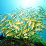 Two Dives and Class for Begginers Divers in Cancun - The Value of This Experience