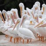 Two-Hour Everglades Dolphin, Manatee and Birding Boat Tour - Who Will Love This Tour?