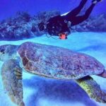 Two tanks local diving for certified divers, SCUBA gear included - Guides and Crew: Why They Make a Difference