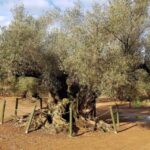 Ulldecona: Guided Tour of the Millenary Olive Trees of Arión - Is It Worth the Price?