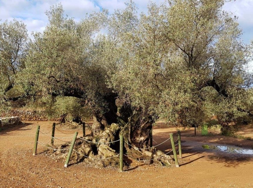 Ulldecona: Guided Tour of the Millenary Olive Trees of Arión - Is It Worth the Price?