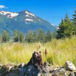Ultimate Anchorage Summer Wildlife Tour - An Honest Breakdown of the Tour Experience