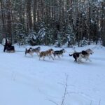 Ultimate Husky dog sledding experience in Latvia - Private tour from Riga - Who Will Appreciate This Experience?