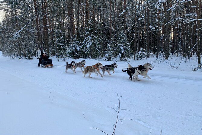 Ultimate Husky dog sledding experience in Latvia - Private tour from Riga - Who Will Appreciate This Experience?