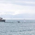 Ultimate Juneau Whale Watch Plus Mendenhall Glacier Photo Stop - The Real Deal in Reviews