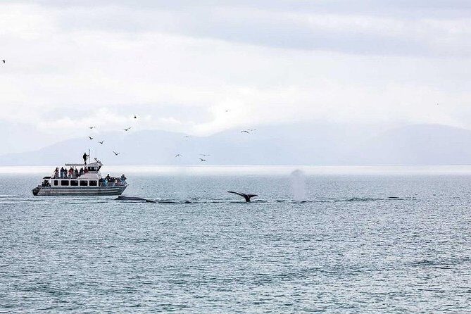 Ultimate Juneau Whale Watch Plus Mendenhall Glacier Photo Stop - The Real Deal in Reviews