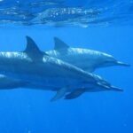 Ultimate Na Pali Coast Zodiac Boat Snorkeling and Sea Cave Tour - What the Guides Bring to the Table