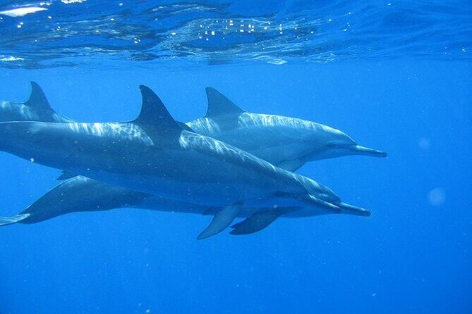 Ultimate Na Pali Coast Zodiac Boat Snorkeling and Sea Cave Tour - What the Guides Bring to the Table
