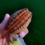 Ultimate Private Scalloping Adventure in Crystal River - What to Expect During Your Day