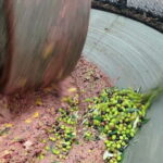 Umbria: guided tour to traditional oil mill + tasting - The Itinerary: What to Expect