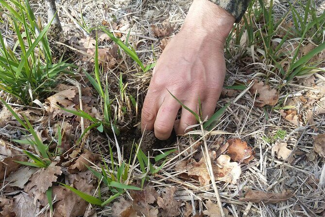 Umbria Truffle Hunting Experience with Brunch - The Value of the Experience