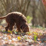 Umbria: Truffle hunting in the woods with lunch - What Travelers Say