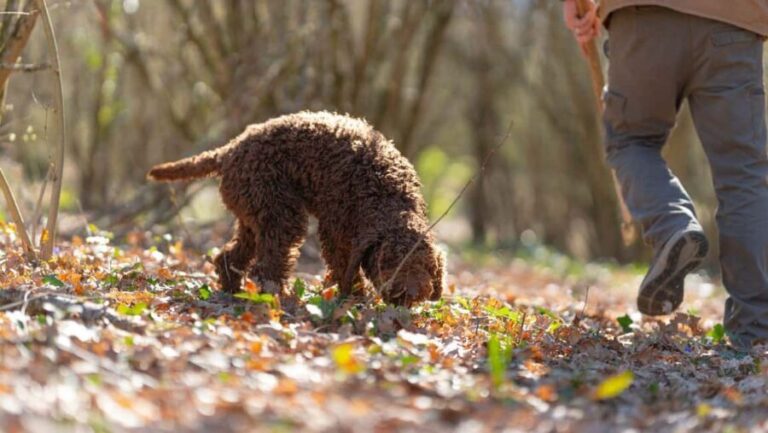 Umbria: Truffle hunting in the woods with lunch - What Travelers Say