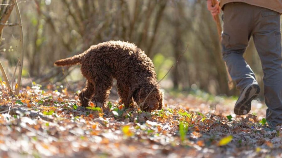 Umbria: Truffle hunting in the woods with lunch - What Travelers Say