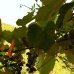 Unique EnoBike experience with tasting in 2 excellent wineries - What the Experience Includes and What You Should Know