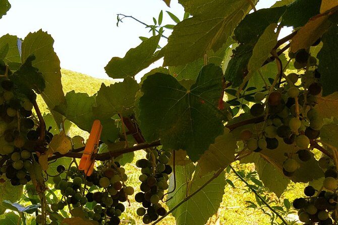 Unique EnoBike experience with tasting in 2 excellent wineries - What the Experience Includes and What You Should Know