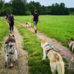 Unterallgäu: Wiedergeltingen Guided Hike with Huskies - The Practical Aspects