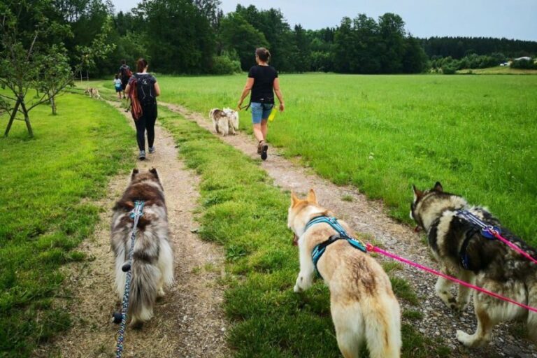 Unterallgäu: Wiedergeltingen Guided Hike with Huskies - The Practical Aspects