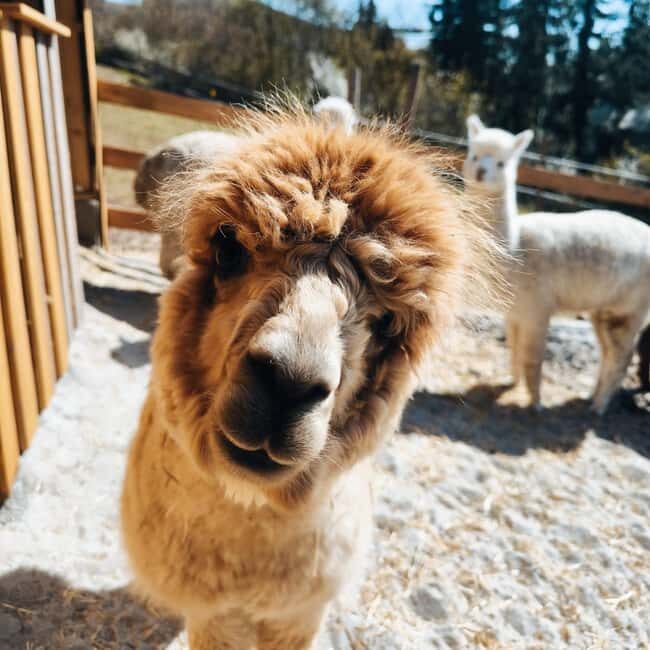 Vaihingen an der Enz: Guided alpaca hiking tour in idyllic countryside - The Itinerary: What to Expect During Your 1.5 Hours