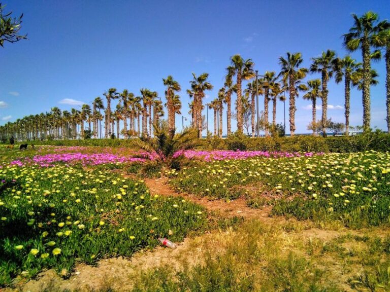 Valencia: Horchata Bike Tour - What the Reviews Say