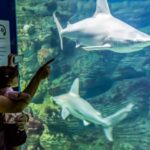 Valencia: Oceanogràfic Entry Ticket - The Experience On the Ground