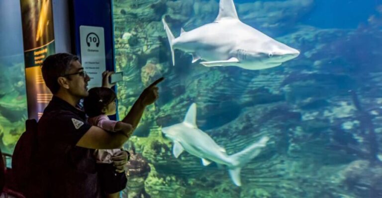 Valencia: Oceanogràfic Entry Ticket - The Experience On the Ground