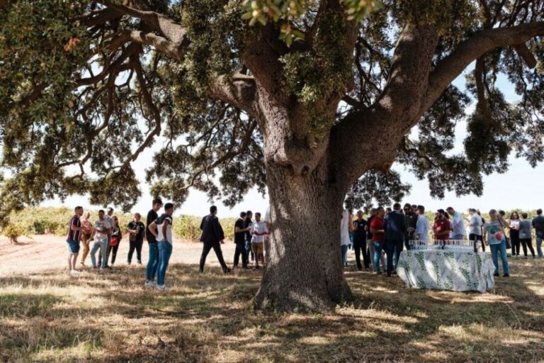 Valencia: Winery Visit with Vineyard Tour & Wine Tasting - Practical Considerations