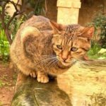 Valletta: Monastery and Secret Garden Entry Ticket - Inside the Monastery: What Makes It Special