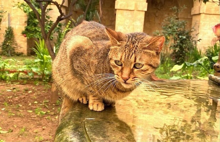 Valletta: Monastery and Secret Garden Entry Ticket - Inside the Monastery: What Makes It Special