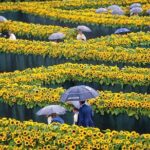 Van Gogh Museum Tour excluding Entrance Tickets - The Price and Getting Your Tickets