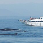 Varazze: Pelagos Sanctuary Guided Cetacean Watching Tour - The Practical Details