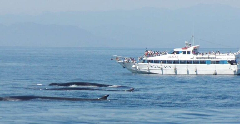 Varazze: Pelagos Sanctuary Guided Cetacean Watching Tour - The Practical Details
