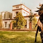 Velke Popovice: Kozel Brewery Tour with Beer Tasting - An Honest Look at the Kozel Brewery Tour