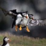 Vestmannaeyjar: Puffin, Island, and Volcano Boat Tour - Setting Sail from Heimaey