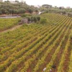 Vesuvius wine tasting with company tour - Who Should Consider This Tour?