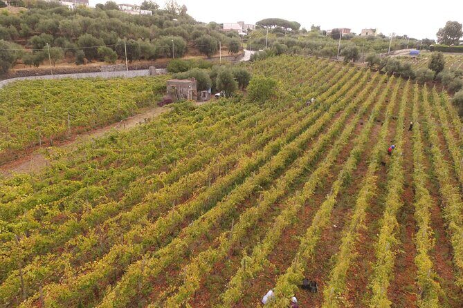 Vesuvius wine tasting with company tour - Who Should Consider This Tour?