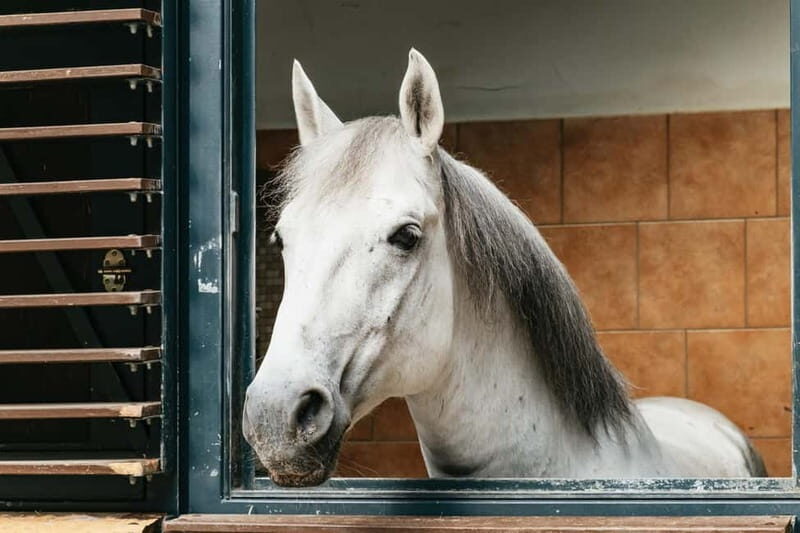 Vienna: Spanish Riding School Guided Architectural Tour - Exploring the Architecture and History