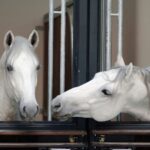 Vienna Spanish Riding School Guided Tour - Who Would Love This Tour?