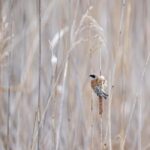Vienna: Urban Birding  Guided bird watching tour in the big city! - Practicalities: What to Expect