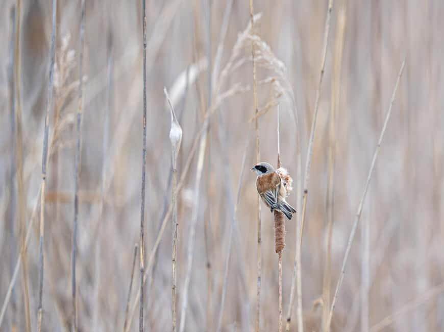 Vienna: Urban Birding  Guided bird watching tour in the big city! - Practicalities: What to Expect