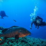 Vila Franca do Campo: Try Scuba Diving for the first time! - The Diving Location: Vila Franca do Campo Marine Reserve