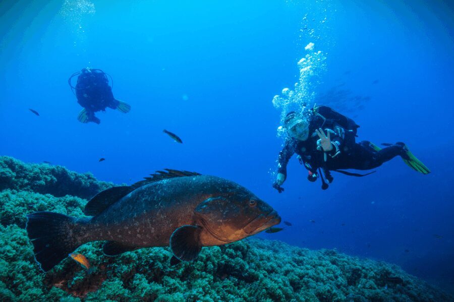 Vila Franca do Campo: Try Scuba Diving for the first time! - The Diving Location: Vila Franca do Campo Marine Reserve