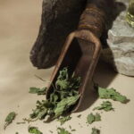 Villacidro - The Cogas ointment: the secrets of herbs - Practical Details and Considerations