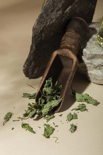 Villacidro - The Cogas ointment: the secrets of herbs - Practical Details and Considerations