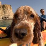 Villajoyosa: Kayaking with the man's best friend, your dog - Who Will Love This Tour