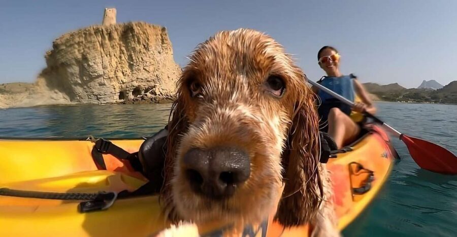 Villajoyosa: Kayaking with the man's best friend, your dog - Who Will Love This Tour