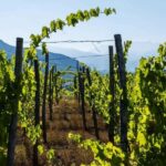 Villarbasse: Picnic in the Vineyard with Nature and Wine - A Well-Balanced Experience for Relaxation and Taste