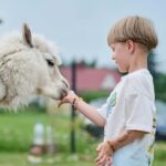 Vilnius-Trakai: Private Alpaca Farm Tour - An Honest Look at the Alpaca Farm Tour Experience