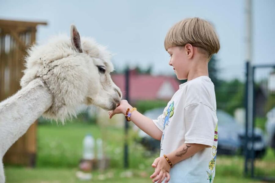 Vilnius-Trakai: Private Alpaca Farm Tour - An Honest Look at the Alpaca Farm Tour Experience