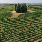 Vinci: wine-experience among the Tuscan hills - The Practicalities and What You Should Know